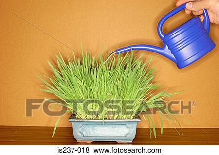 Watering can and plant View Large Photo Image Stock Photo - Watering can and plant. Fotosearch