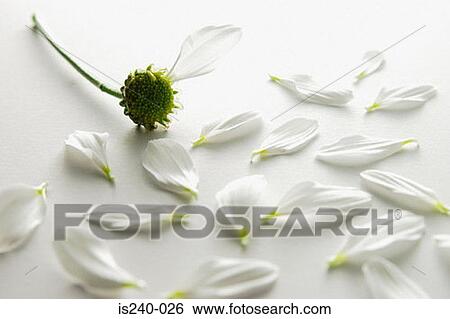 Daisy petals View Large Photo Image Stock Photograph - Daisy petals. Fotosearch