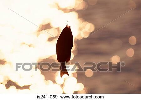 Fish hanging on hook View Large Photo Image Stock Photo - Fish hanging on hook. Fotosearch