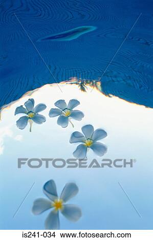 Flowers floating on water View Large Photo Image Picture - Flowers floating on water. Fotosearch