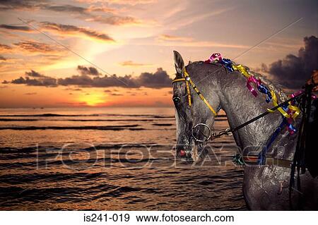 Stock Photo - Horse by sea at sunset. Fotosearch