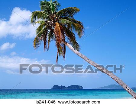 Palm tree near sea View Large Photo Image Stock Photograph - Palm tree near sea. Fotosearch