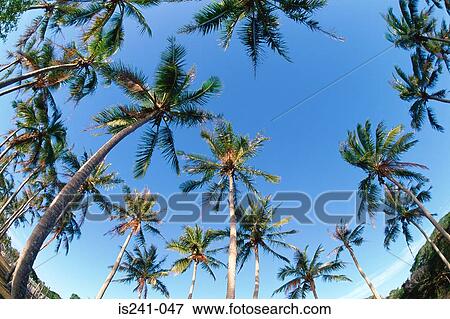 Palm trees View Large Photo Image Stock Photo - Palm trees. Fotosearch