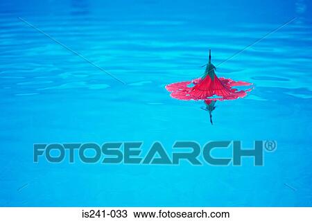 Pink flower floating on water View Large Photo Image Stock Image - Pink flower floating on water. Fotosearch