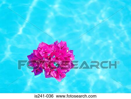 Pink flower floating on water View Large Photo Image Stock Photograph - Pink flower floating on water. Fotosearch