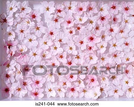 Picture - Pink flowers. Fotosearch
