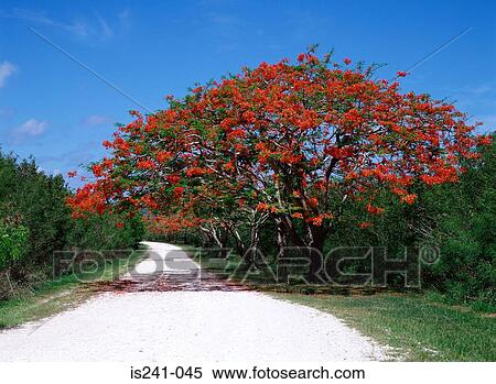 Red blossoms on tree View Large Photo Image Stock Photography - Red blossoms on tree. Fotosearch