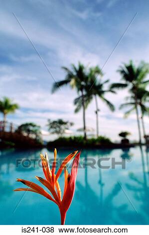 Red flower by swimming pool View Large Photo Image Stock Photo - Red flower by swimming pool. Fotosearch