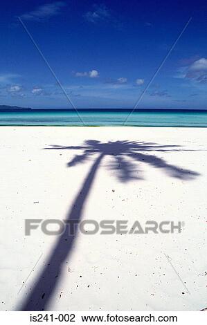 Stock Image - Shadow of palm tree on beach. Fotosearch