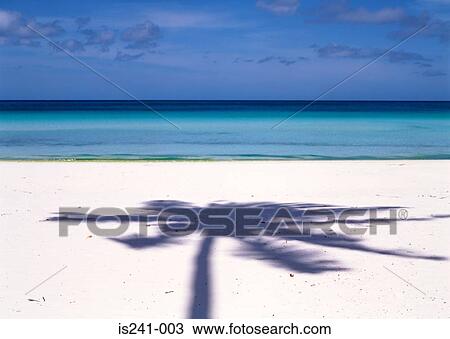 Shadow of palm tree on beach View Large Photo Image Stock Image - Shadow of palm tree on beach. Fotosearch