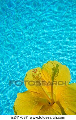 Stock Photo - Yellow flower floating on water. Fotosearch