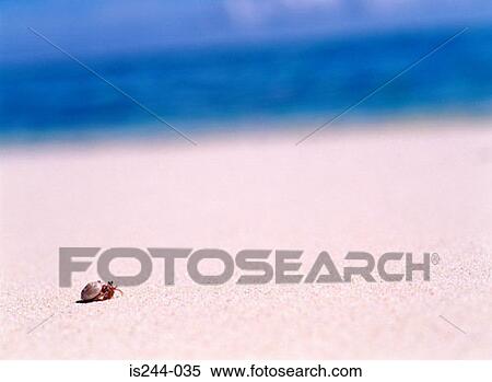 Animal on beach View Large Photo Image Stock Photography - Animal on beach. Fotosearch