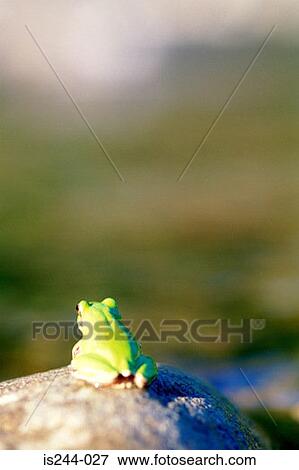 Stock Photo - Back of a frog . Fotosearch