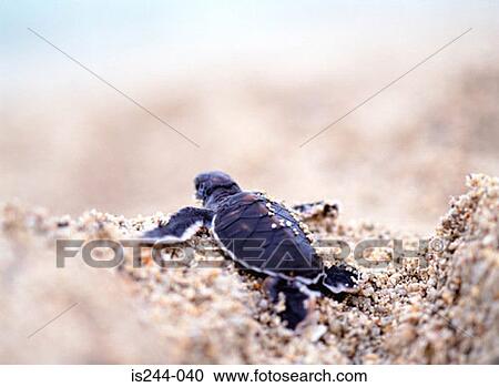 Back of a small turtle on sand View Large Photo Image Stock Image - Back of a small turtle on sand. Fotosearch