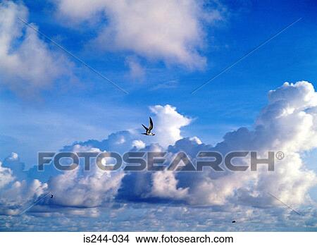 Birds flying in a cloudy sky View Large Photo Image Picture - Birds flying in a cloudy sky. Fotosearch
