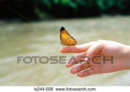 Butterfly View Large Photo Image Stock Photo - Butterfly. Fotosearch
