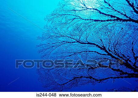 Coral View Large Photo Image Stock Photo - Coral. Fotosearch