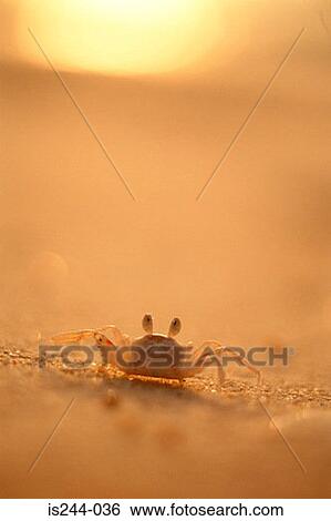 Crab View Large Photo Image Stock Photograph - Crab. Fotosearch