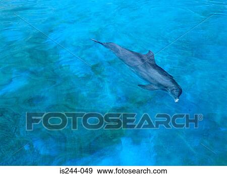Dolphin View Large Photo Image Stock Photo - Dolphin. Fotosearch