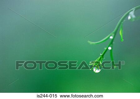 Stock Photography - Droplet on a plant. Fotosearch