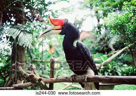 Exotic black bird View Large Photo Image Stock Image - Exotic black bird. Fotosearch