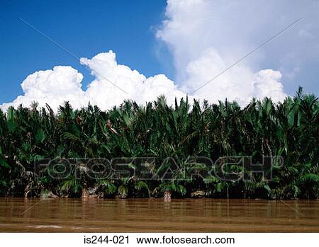 Stock Image - Flooded trees. Fotosearch