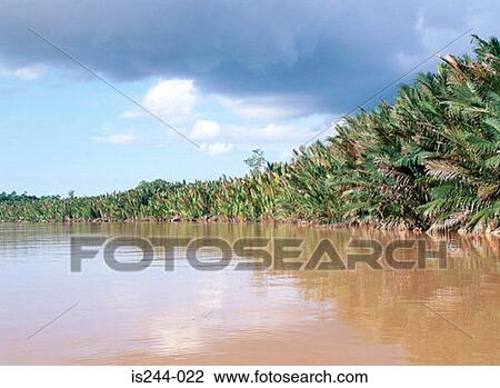 Flooded trees View Large Photo Image Stock Image - Flooded trees. Fotosearch