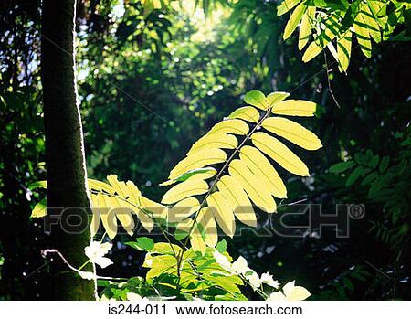 Stock Image - Foliage. Fotosearch