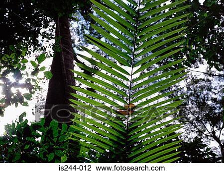 Stock Image - Foliage. Fotosearch