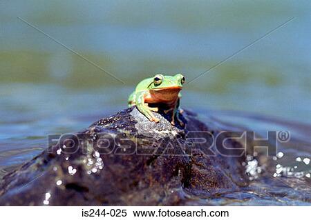 Frog in the water View Large Photo Image Stock Photography - Frog in the water. Fotosearch