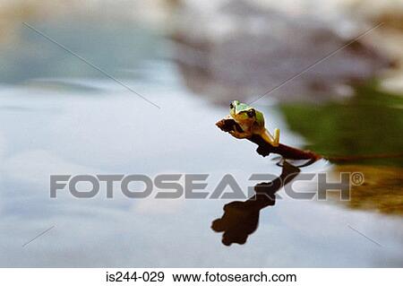 Frog keeping away from the water View Large Photo Image Stock Photo - Frog keeping away from the water. Fotosearch