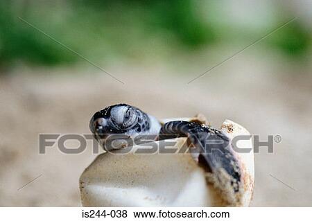 Stock Photo - Green turtle hatchling. Fotosearch