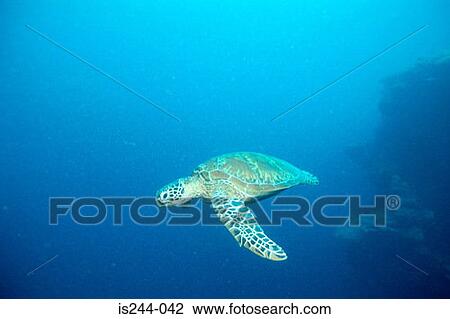 Green turtle swimming View Large Photo Image Stock Image - Green turtle swimming. Fotosearch