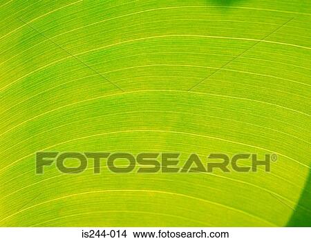 Leaf View Large Photo Image Picture - Leaf. Fotosearch