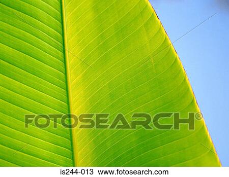 Stock Image - Leaf. Fotosearch