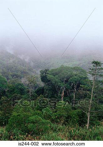 Stock Image - Misty forest . Fotosearch