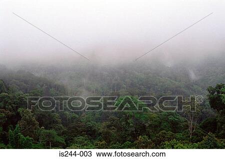 Misty forest View Large Photo Image Stock Image - Misty forest . Fotosearch