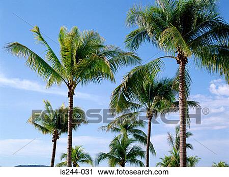 Palm trees View Large Photo Image Stock Image - Palm trees. Fotosearch