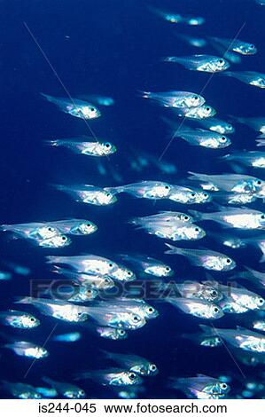 Shoal of slender sweeper fish View Large Photo Image Stock Photography - Shoal of slender sweeper fish. Fotosearch