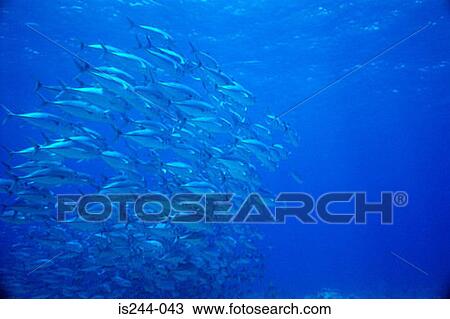 Stock Image - Shoal of trevally fish. Fotosearch