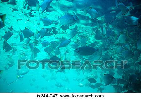 Stock Photo - Shoal of tropical fish. Fotosearch
