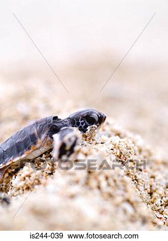 Small turtle on sand View Large Photo Image Stock Photo - Small turtle on sand. Fotosearch