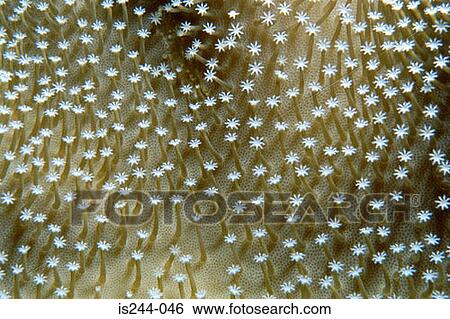 Stock Photograph - Soft coral. Fotosearch