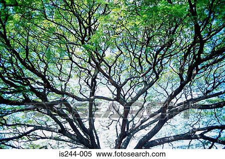 Stock Photography - Tree branches. Fotosearch