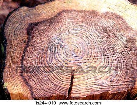 Stock Image - Tree stump. Fotosearch