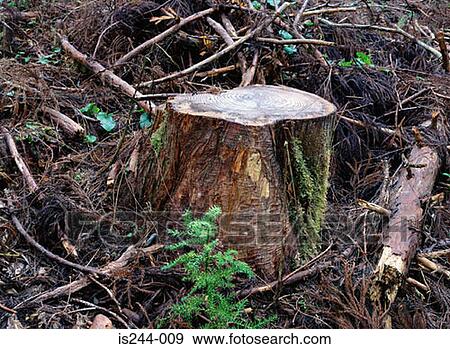 Tree stump View Large Photo Image Stock Photo - Tree stump. Fotosearch