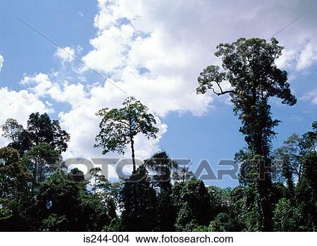 Trees in a forest View Large Photo Image Picture - Trees in a forest. Fotosearch