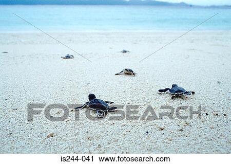 Stock Image - Young turtles heading to the sea. Fotosearch