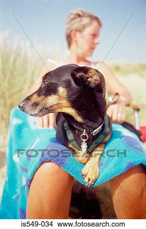 Dog sunbathing View Large Photo Image Picture - Dog sunbathing. Fotosearch