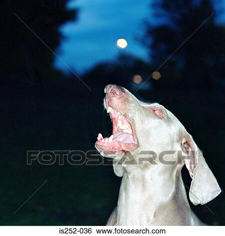 Stock Photograph - Barking dog. Fotosearch